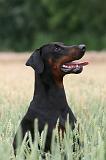 DOBERMANN 227